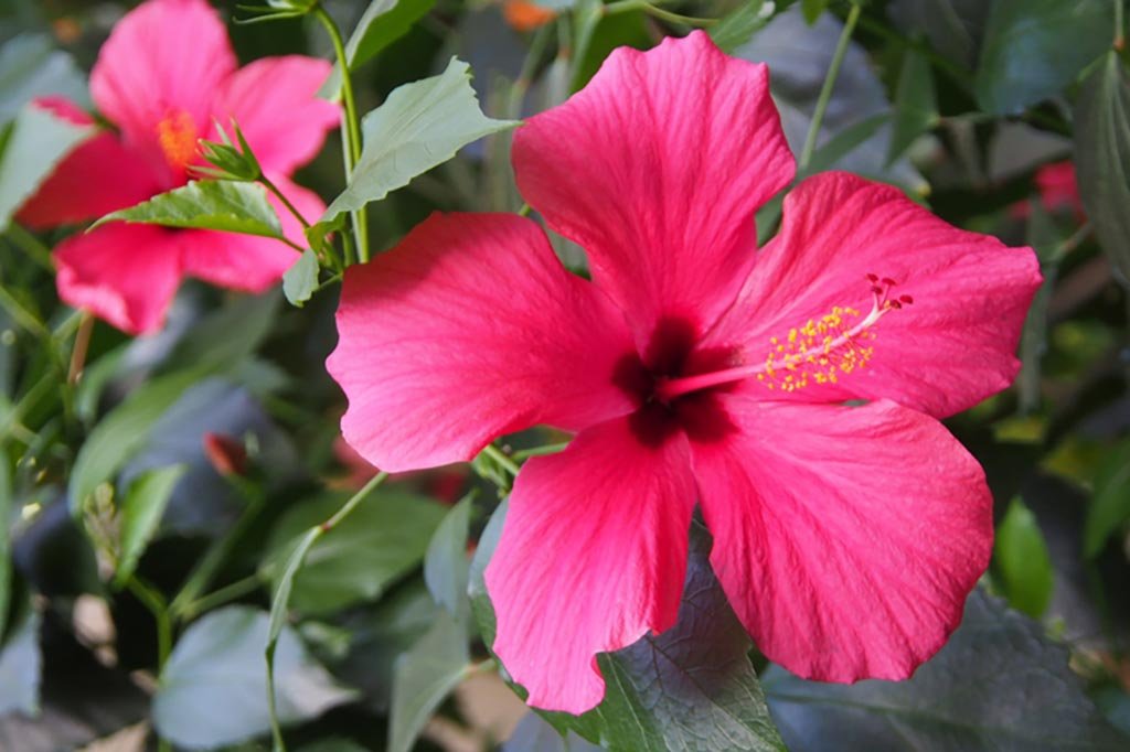 Photo d'hibiscus à Hawaii
