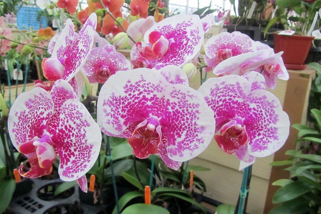 photo d'orchidées à Hawaii