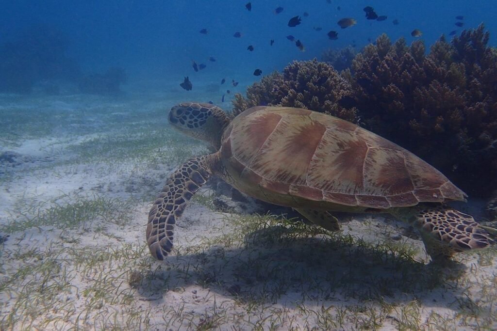 Une tortue en train de nager sous l'eau à Hawaii