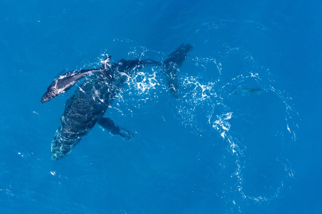 🐋 Baleine à bosse nageant dans les eaux cristallines de Maui, Hawaï, observée lors d’une excursion en mer.