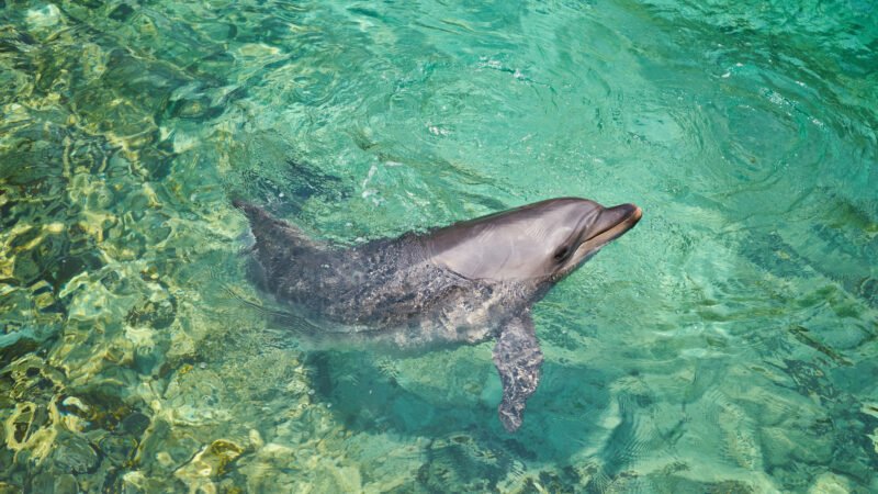 Dauphin nageant paisiblement dans une eau turquoise claire.
