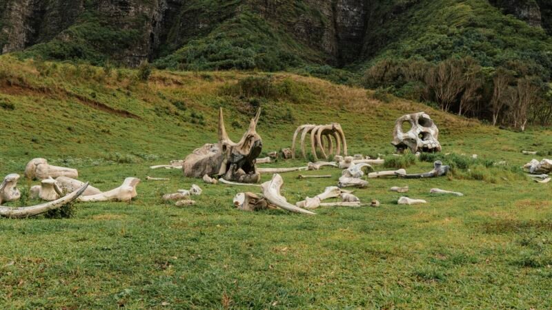Squelettes de dinosaures factices dispersés sur une prairie, avec des falaises verdoyantes en arrière-plan.