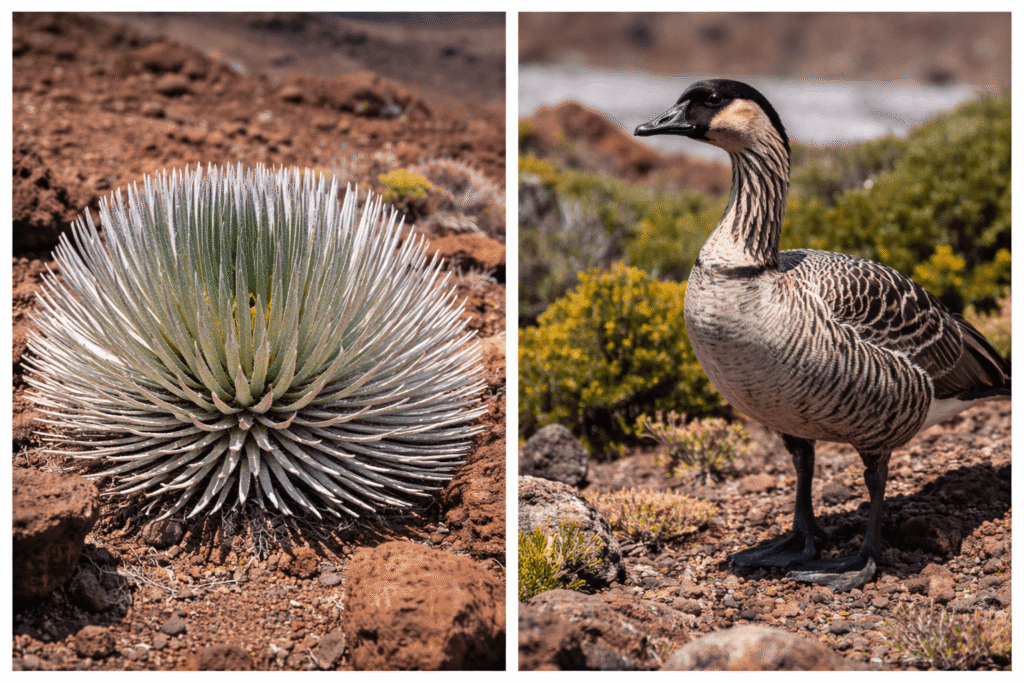 Gros plan sur le silversword, plante endémique rare du Haleakalā, adaptée aux conditions extrêmes d’altitude et symbole de la biodiversité unique du parc national.