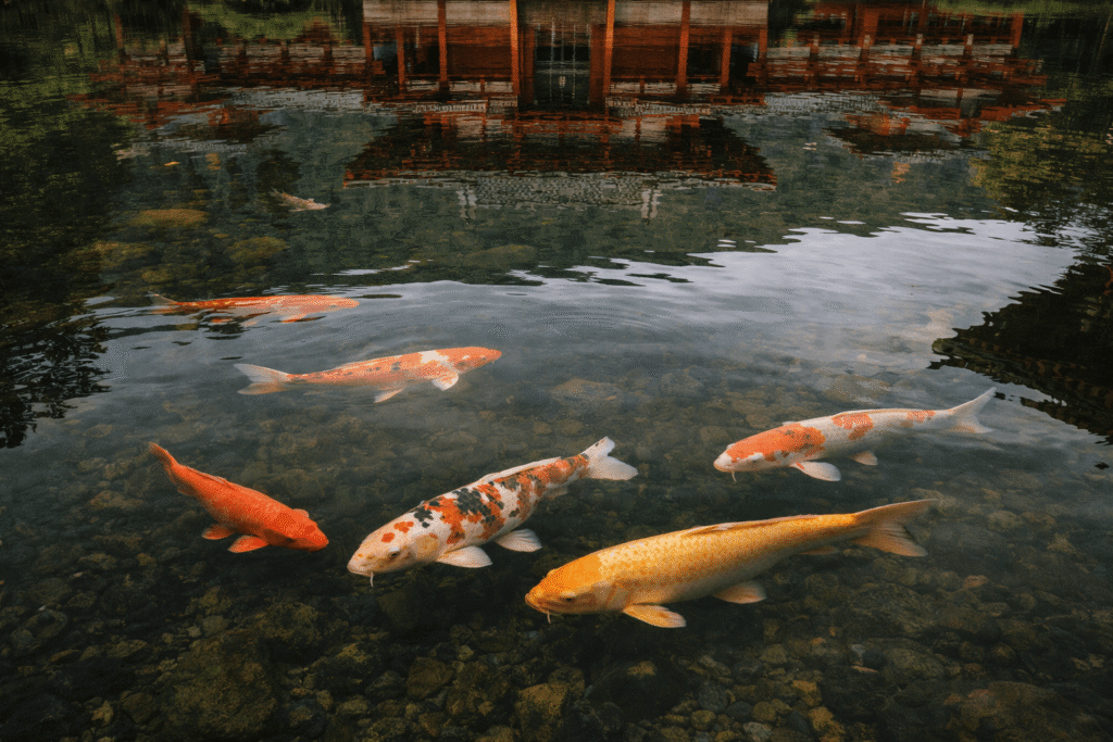 Carpes koi dans l’étang du Byodo-In Temple à Oahu