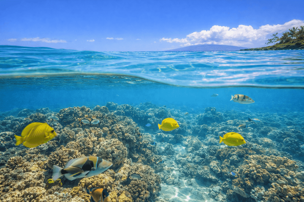 Photo mi-air mi-eau montrant les récifs coralliens et poissons tropicaux colorés dans les eaux claires de Wailea à Maui