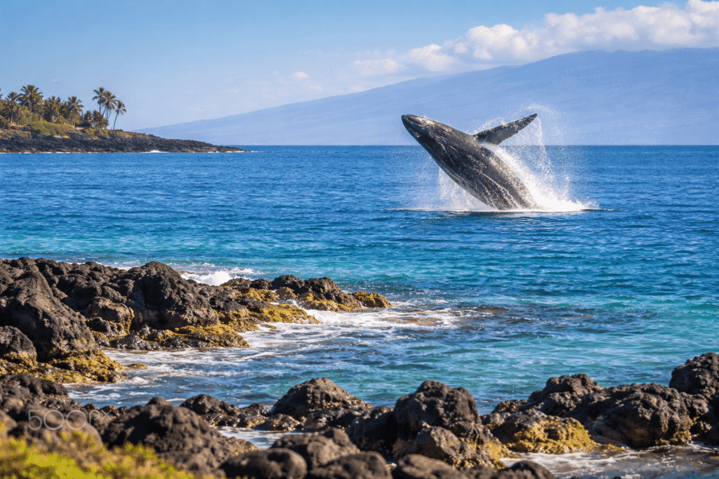 Une baleine à bosse jaillissant hors de l'eau au large de la côte de Wailea à Maui vue depuis le rivage volcanique