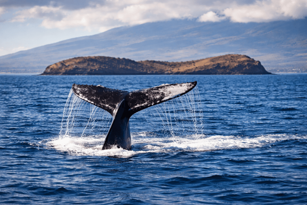 Queue de baleine à bosse émergeant de l'océan au large de Maui avec le cratère de Molokini visible en arrière-plan