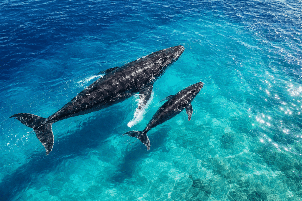 Baleine à bosse adulte nageant près de la surface avec son petit baleineau dans les eaux turquoise au large de Maui
