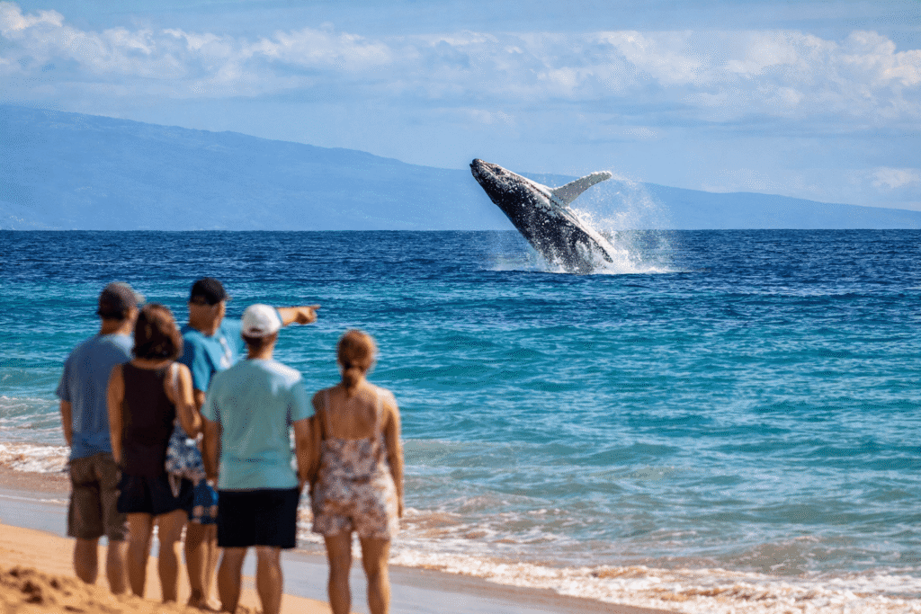 Baleine à bosse jaillissant hors de l'eau observée depuis une plage de Kihei pendant la saison hivernale à Maui