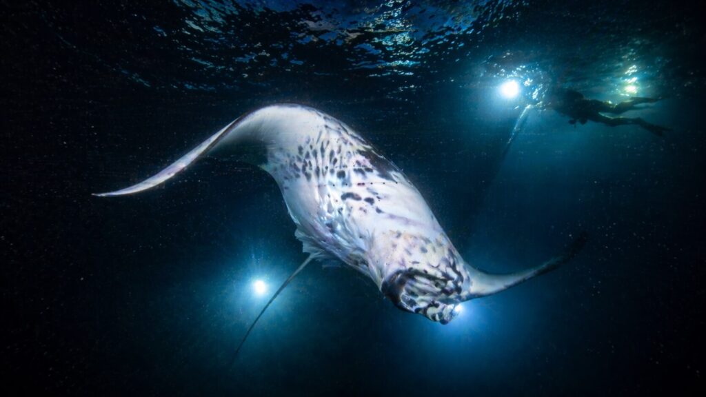Snorkeling nocturne avec une raie manta géante illuminée par des projecteurs sous-marins sur la côte Kona de Big Island, Hawaii