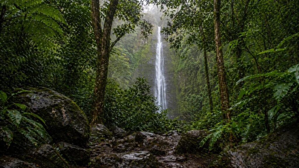 Vue sur Manoa Falls à l’arrivée du sentier, avec cascade encadrée par les arbres et la mousse.