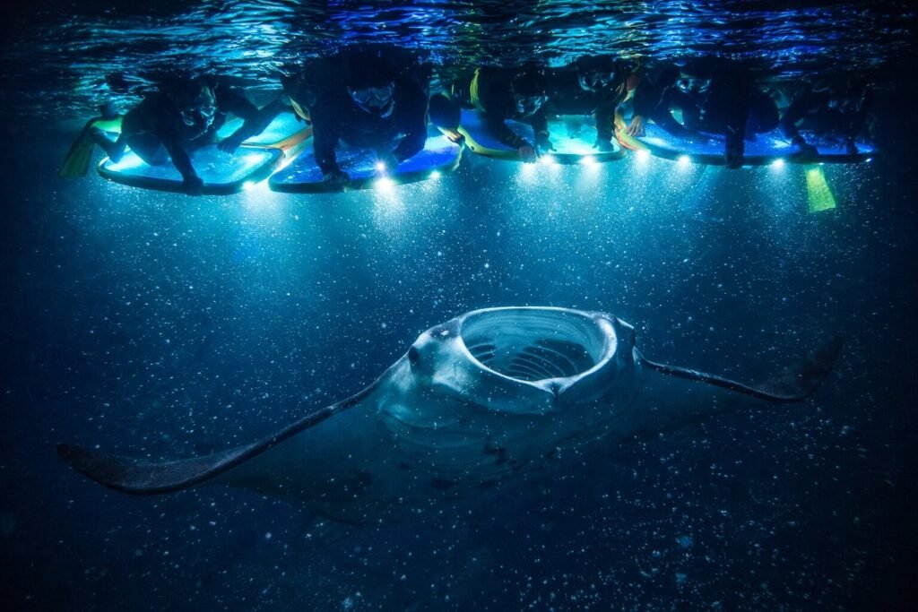 Plongeurs en surface observant une raie manta géante nageant en dessous d'eux lors d'une excursion nocturne au large de Kona, Big Island, Hawaii