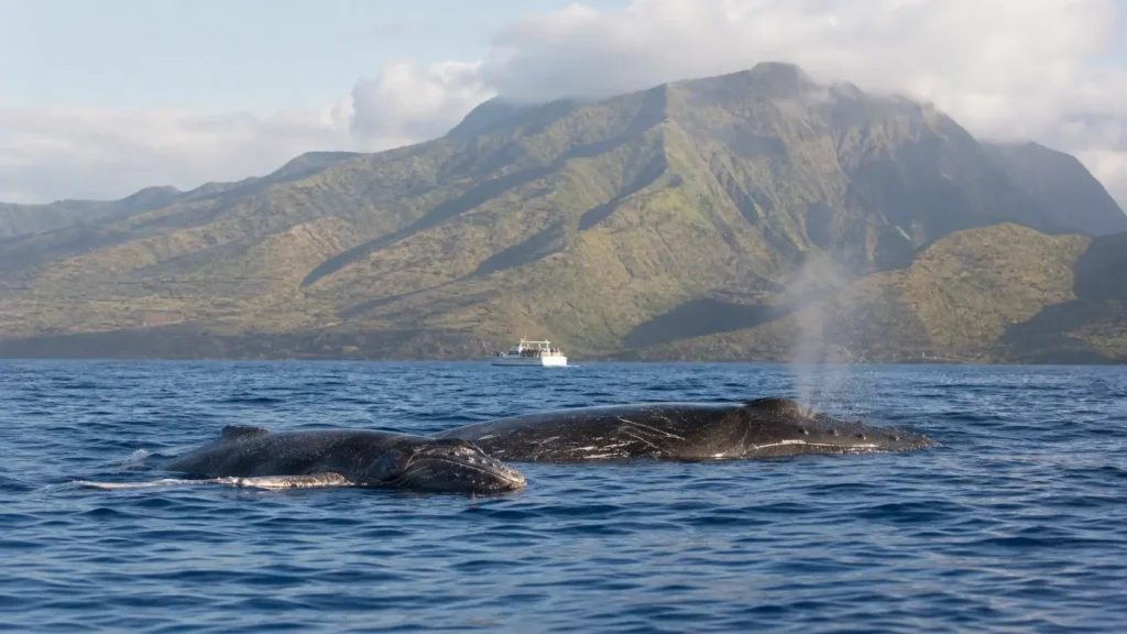 Baleine à bosse nageant avec son baleineau dans les eaux hawaïennes.